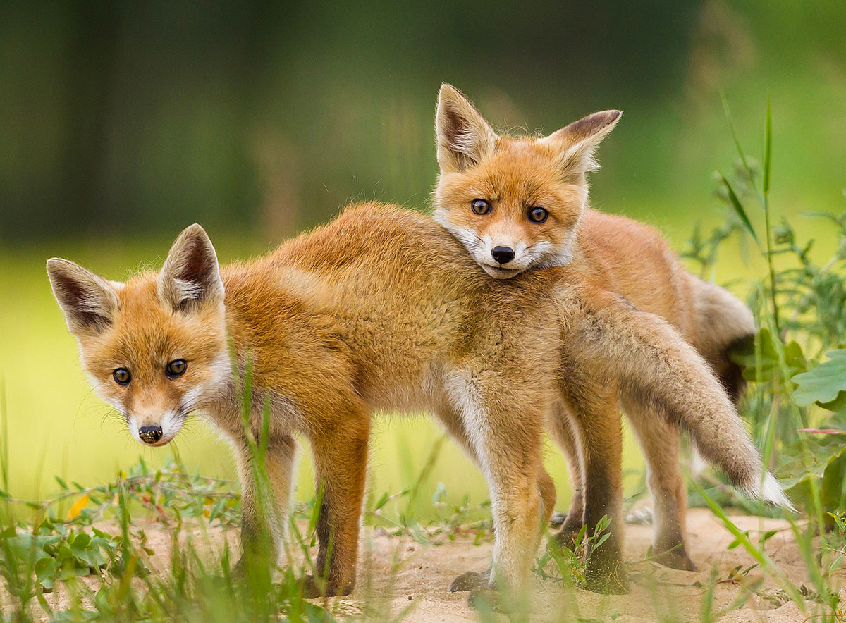 Wildlife Travel of the Year